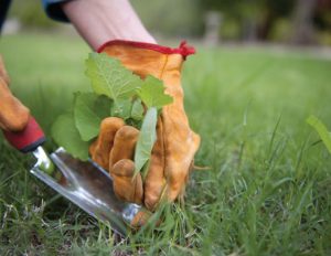 insecticidas agrícolas